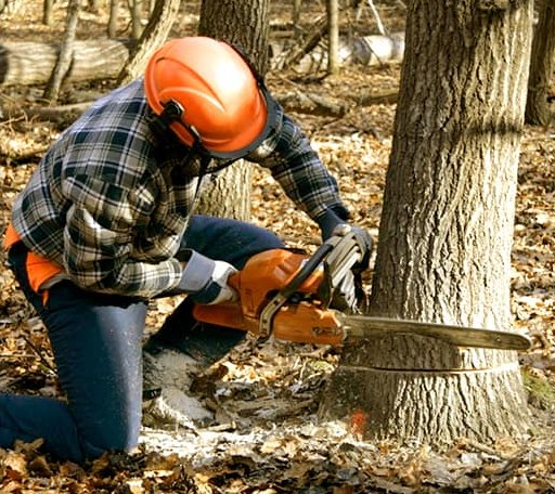 Tree Removal in Red Hill, PA